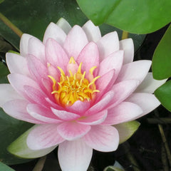 Nymphaea Darwin Hollandia Aquatic Pond Plant - Water Lily
