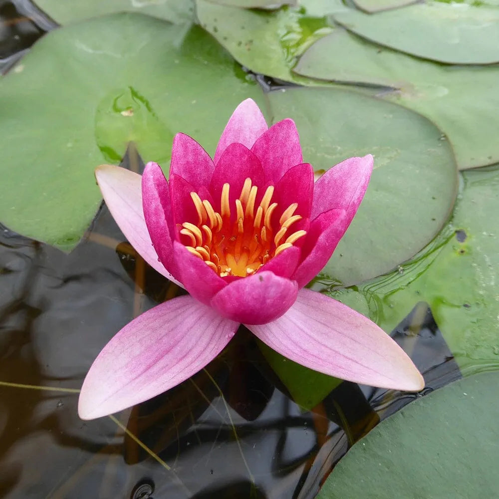 Nymphaea Froebelii Aquatic Pond Plant - Water Lily