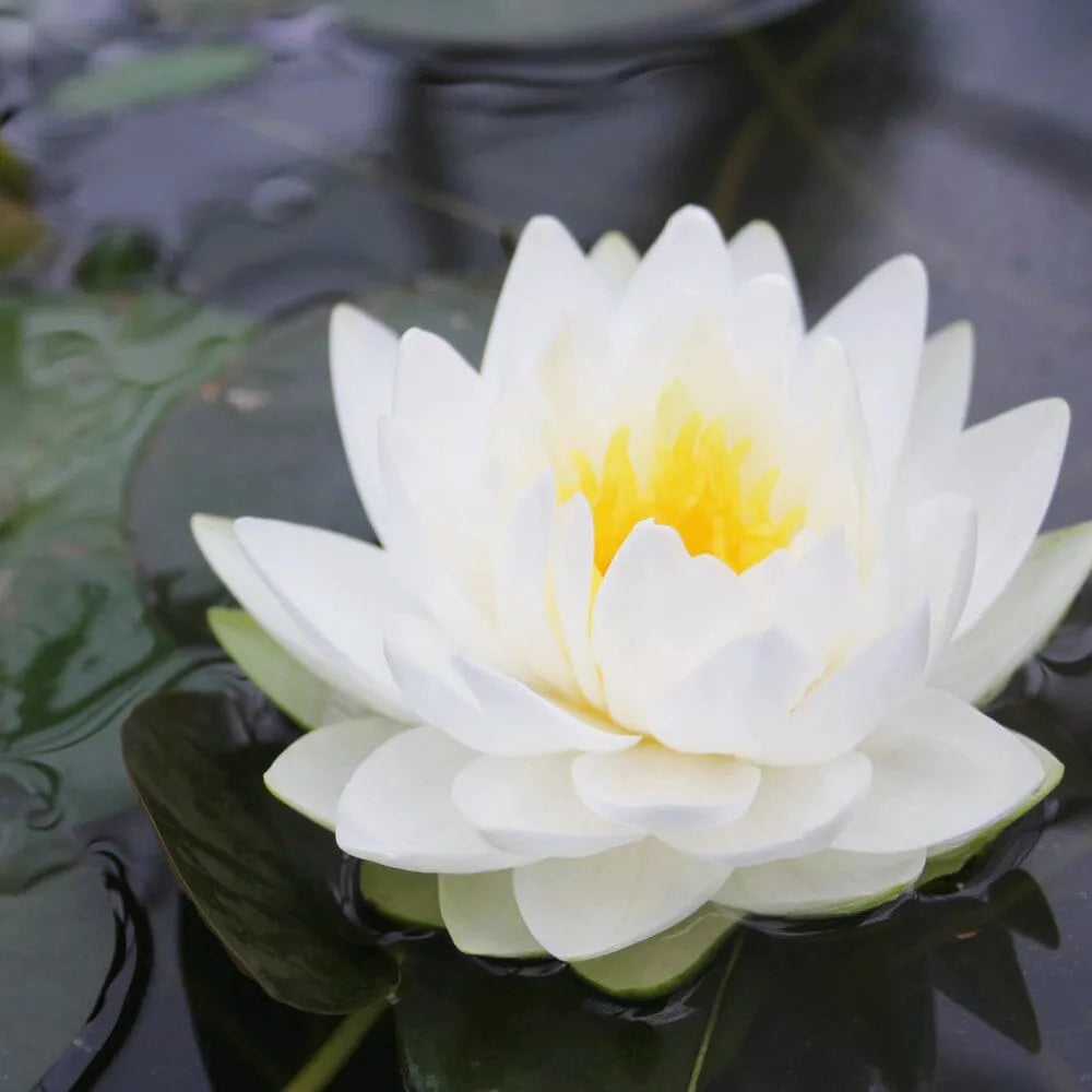 Nymphaea Gonnere Aquatic Pond Plant - Water Lily