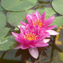 Nymphaea Laydekeri Lilacea Aquatic Pond Plant - Water Lily