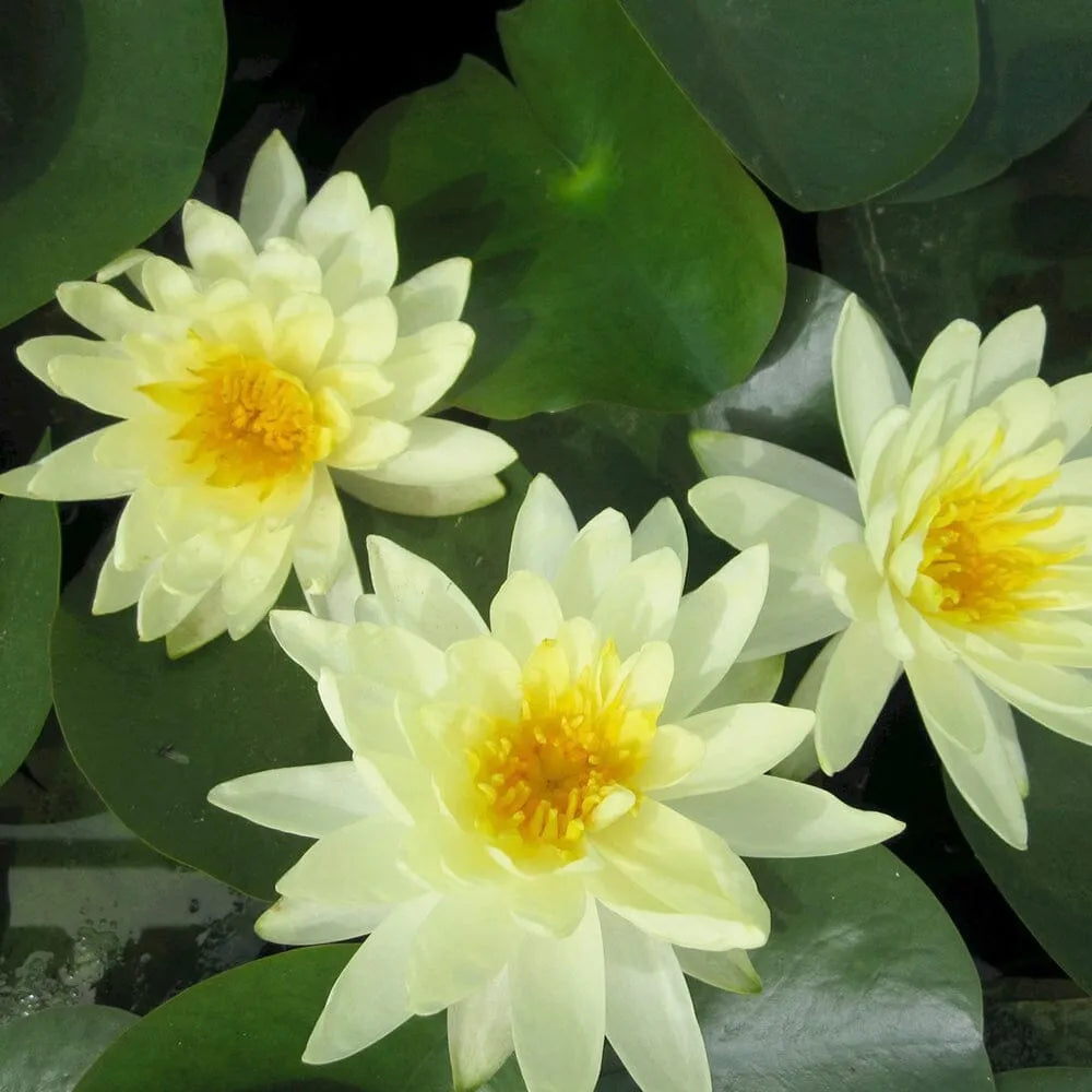 Nymphaea Lemon Mist Aquatic Pond Plant - Water Lily