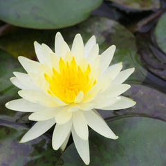 Nymphaea Lemon Mist Aquatic Pond Plant - Water Lily