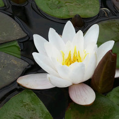 Nymphaea Marliacea Carnea Aquatic Pond Plant - Water Lily