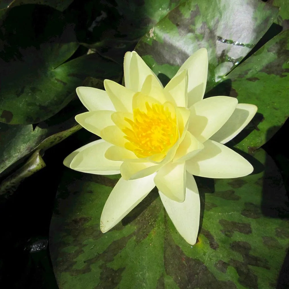 Nymphaea Marliacea Chromatella Aquatic Pond Plant - Water Lily
