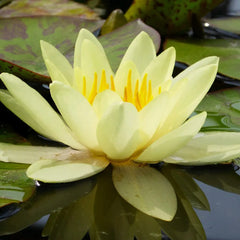 Nymphaea Marliacea Chromatella Aquatic Pond Plant - Water Lily
