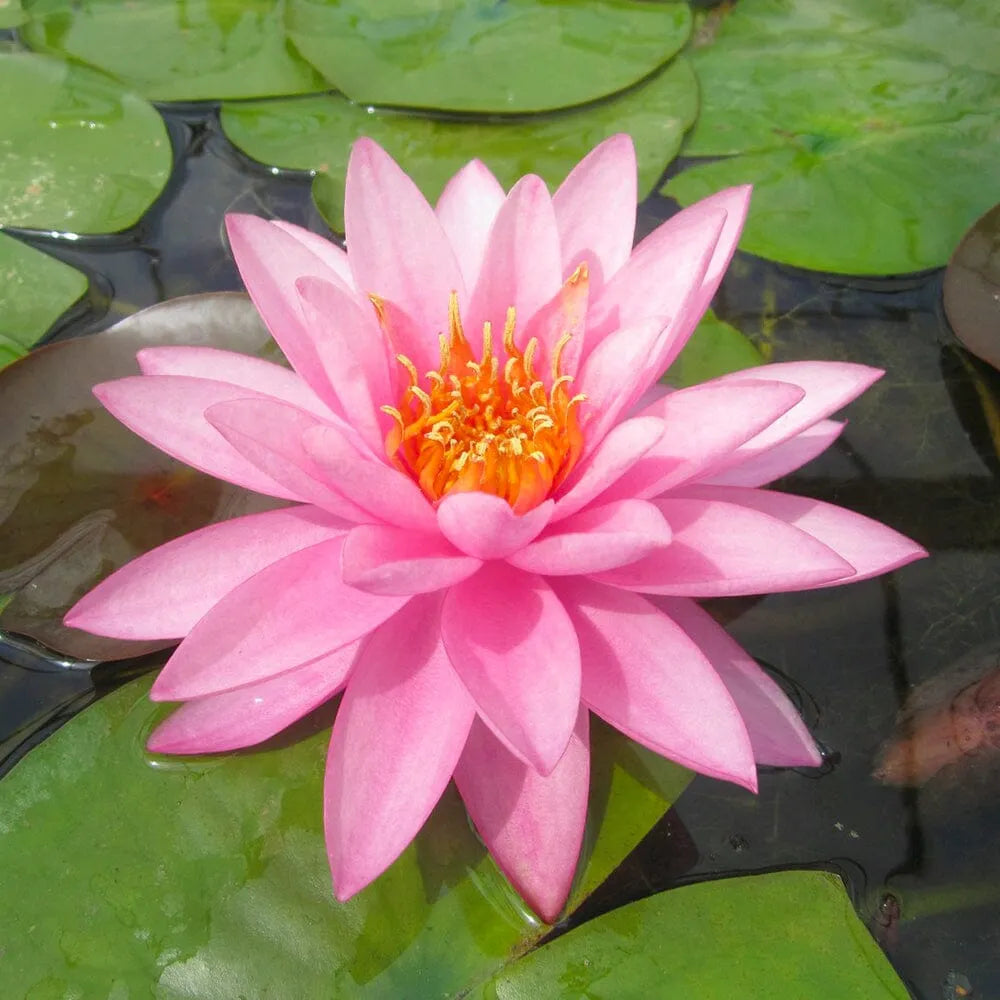 Nymphaea Mayla Aquatic Pond Plant - Water Lily