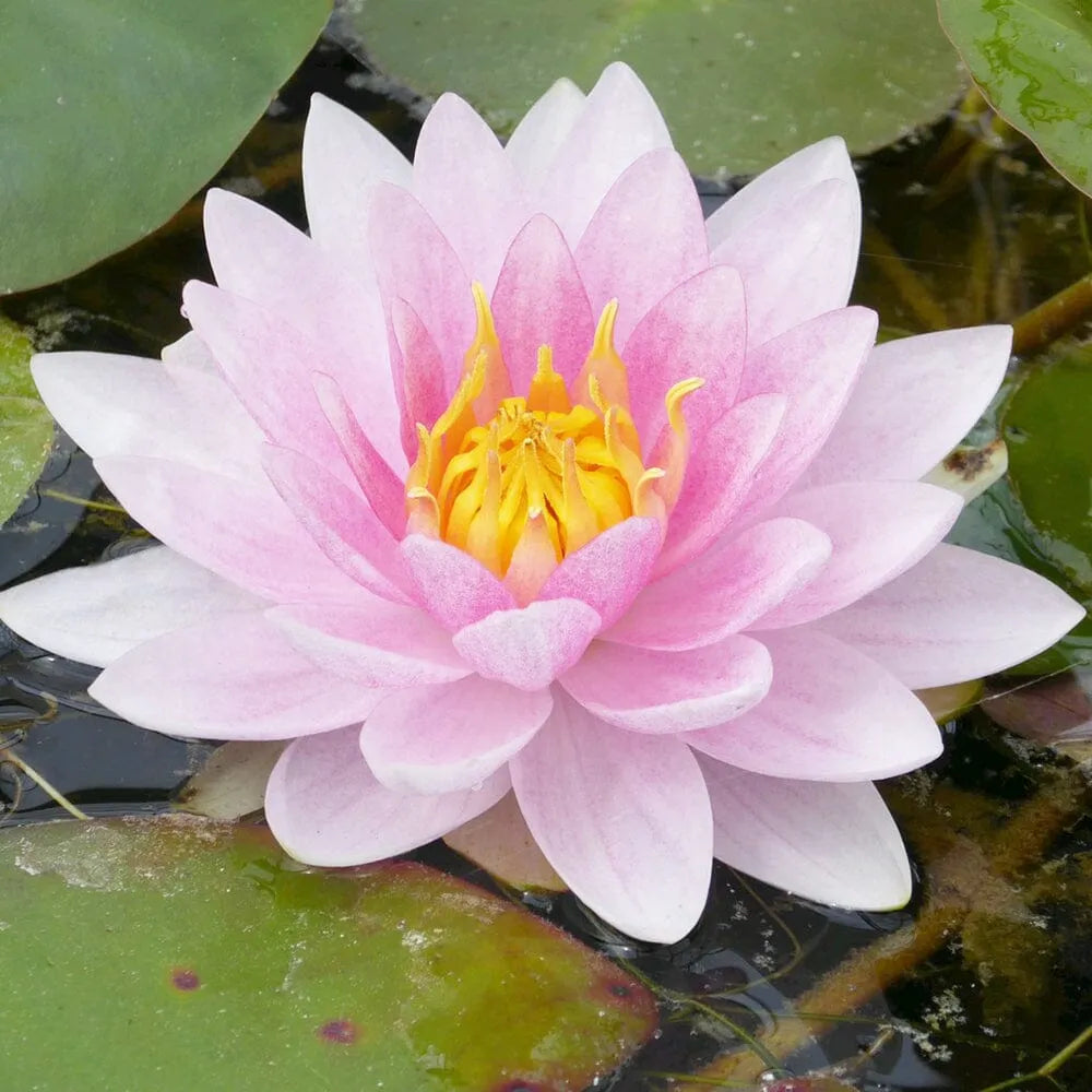 Nymphaea Mrs Richmond Aquatic Pond Plant - Water Lily