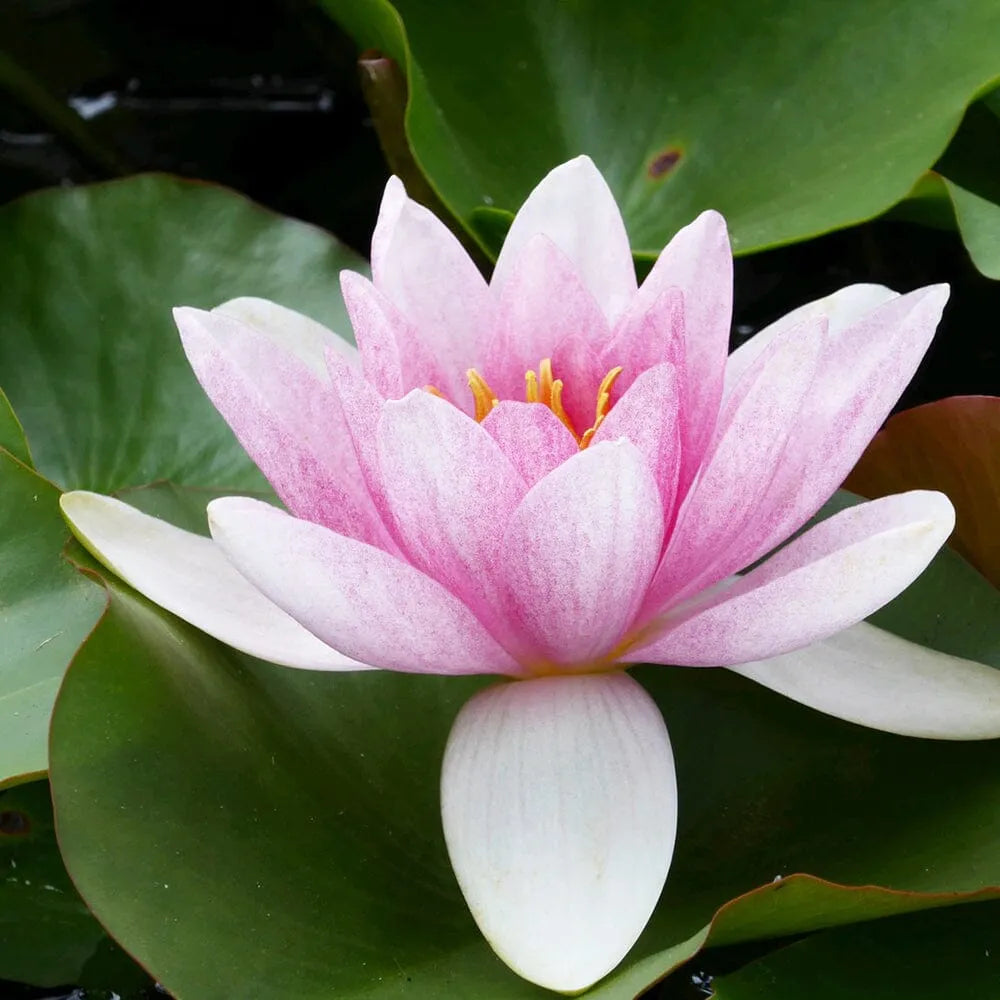 Nymphaea Mrs Richmond Aquatic Pond Plant - Water Lily