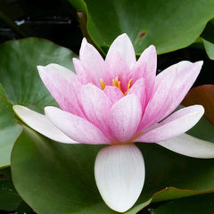 Nymphaea Mrs Richmond Aquatic Pond Plant - Water Lily