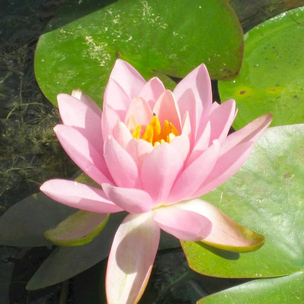 Nymphaea Odorata Firecrest Aquatic Pond Plant - Water Lily