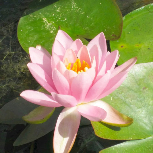 Nymphaea Odorata Firecrest Aquatic Pond Plant - Water Lily