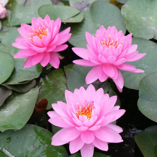 Nymphaea Perry's Fire Opal Aquatic Pond Plant - Water Lily