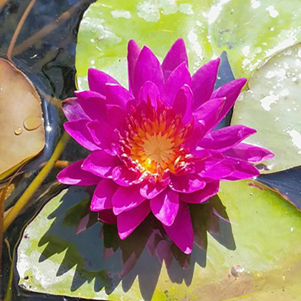 Nymphaea Purple Fantasy Aquatic Pond Plant - Water Lily