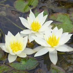 Nymphaea Pygmaea Helvola Aquatic Pond Plant - Water Lily