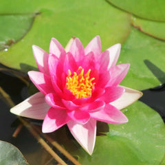 Nymphaea Rene Gerard Aquatic Pond Plant - Water Lily