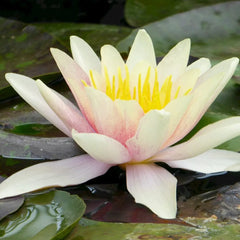 Nymphaea Sioux Aquatic Pond Plant - Water Lily