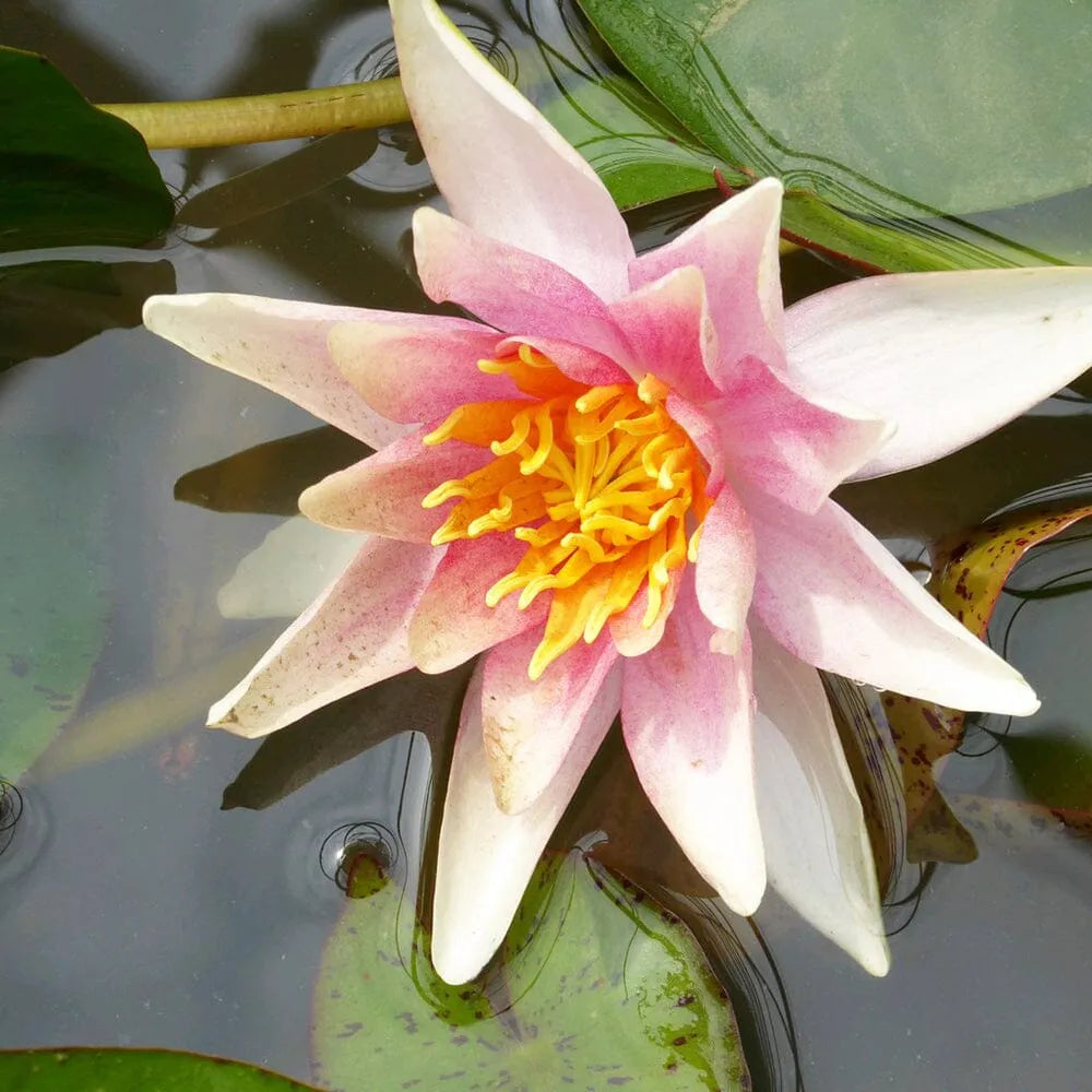 Nymphaea Sioux Aquatic Pond Plant - Water Lily