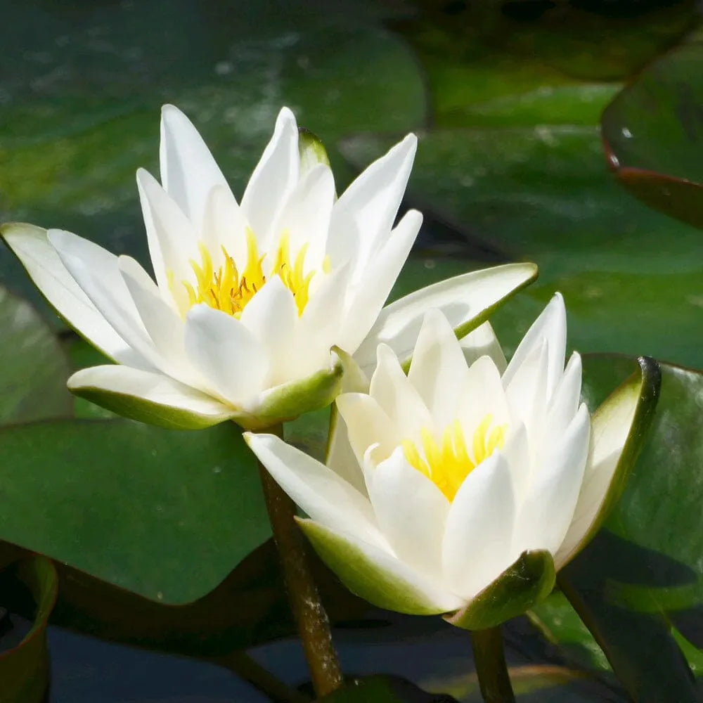 Nymphaea Snow Princess Aquatic Pond Plant - Water Lily