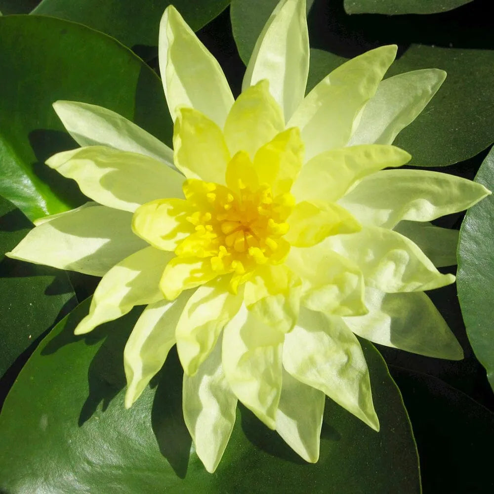 Nymphaea Sunrise Aquatic Pond Plant - Water Lily