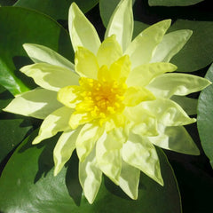 Nymphaea Sunrise Aquatic Pond Plant - Water Lily