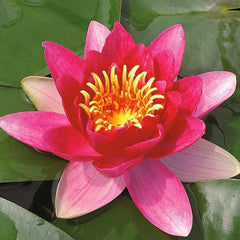 Nymphaea Vesuve Aquatic Pond Plant - Water Lily