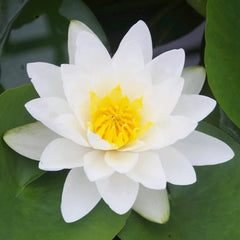 Nymphaea Virginalis Aquatic Pond Plant - Water Lily