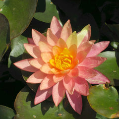Nymphaea Wanvisa Aquatic Pond Plant - Water Lily