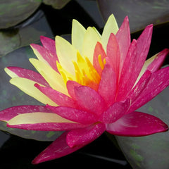 Nymphaea Wanvisa Aquatic Pond Plant - Water Lily