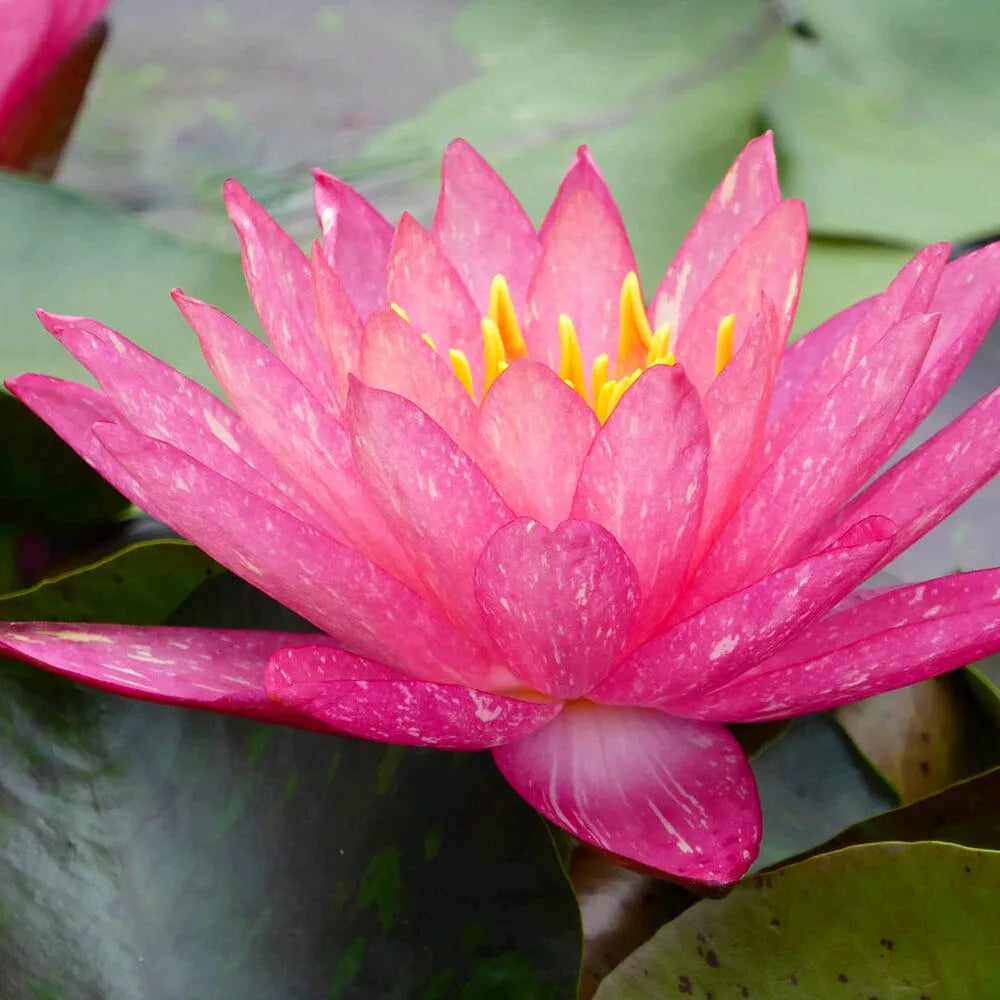 Nymphaea Wanvisa Aquatic Pond Plant - Water Lily