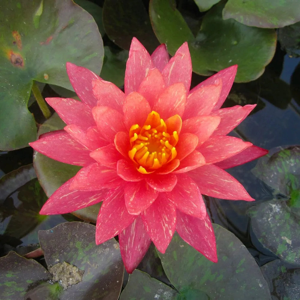 Nymphaea Wanvisa Aquatic Pond Plant - Water Lily