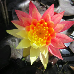 Nymphaea Wanvisa Aquatic Pond Plant - Water Lily