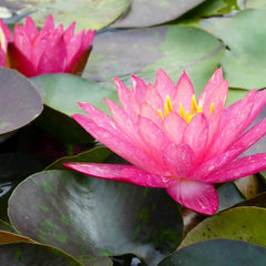 Nymphaea Wanvisa Aquatic Pond Plant - Water Lily