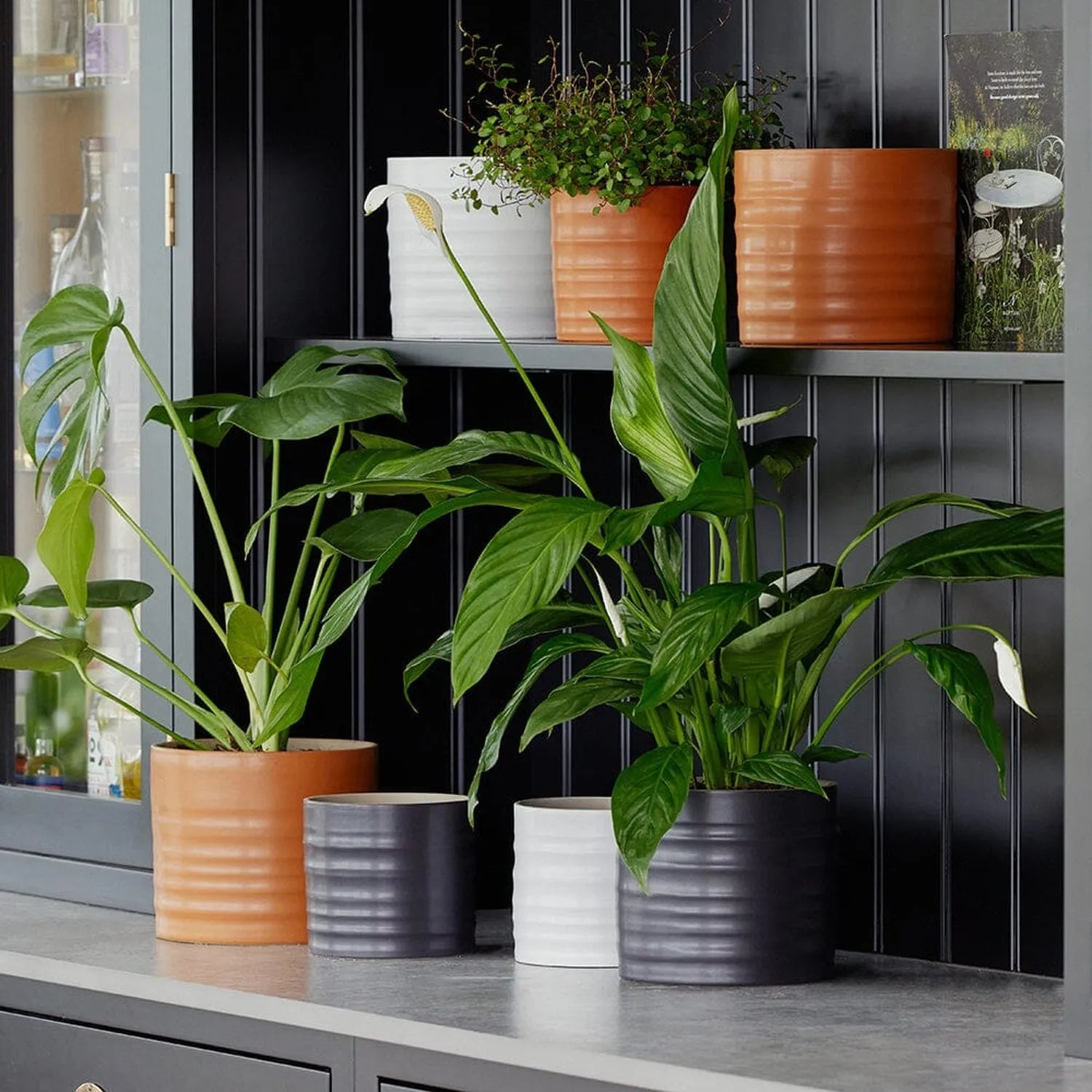 Office Plant Refresh Subscription