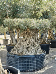 Olea Europaea 150cm Pot 175cm Height Outdoor Tree