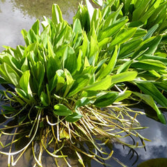 Orontium Aquaticum Aquatic Pond Plant - Golden Club