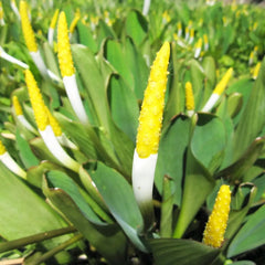 Orontium Aquaticum Aquatic Pond Plant - Golden Club