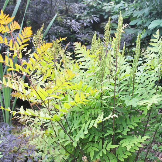 Osmunda Regalis Aquatic Pond Plant - Royal Fern