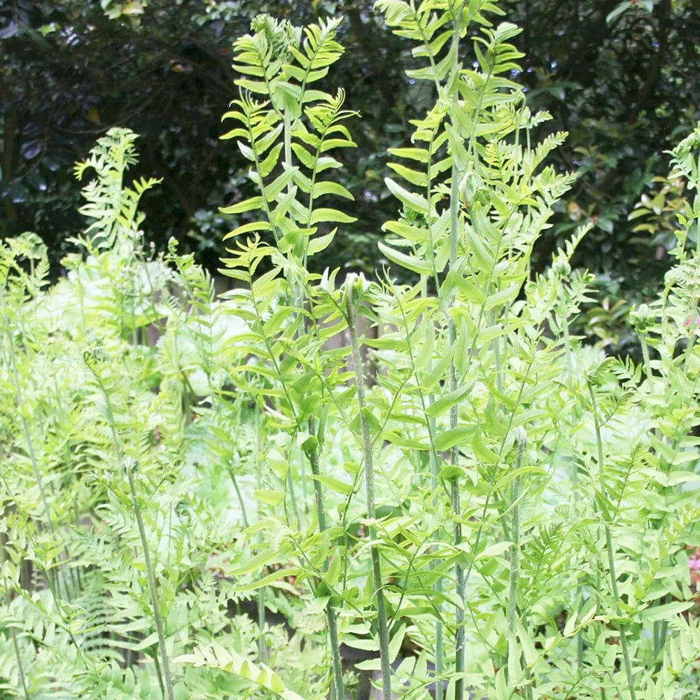 Osmunda Regalis Aquatic Pond Plant - Royal Fern