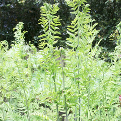 Osmunda Regalis Aquatic Pond Plant - Royal Fern