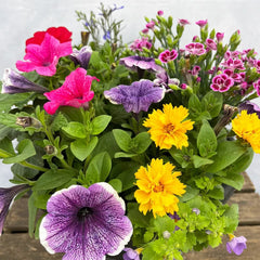 Patio Planter Subscription