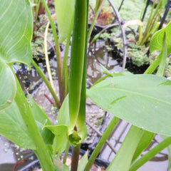 Peltandra Undulata Aquatic Pond Plant - Wavy Arrow Arum