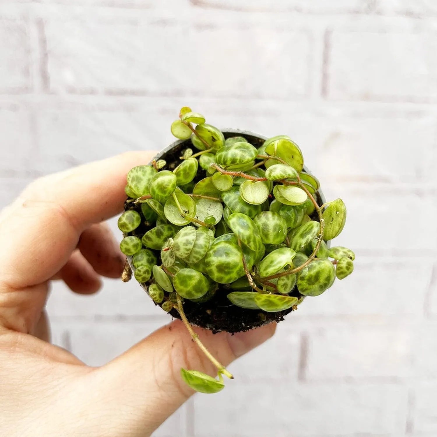 Peperomia Prostrata Radiator House Plant 6cm Pot