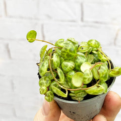 Peperomia Prostrata Radiator House Plant 6cm Pot