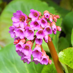 Perennial Subscription