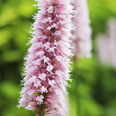 Persicaria Bistorta Aquatic Pond Plant - Bistort
