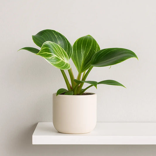 Philodendron Birkin House Plant 6cm Plug