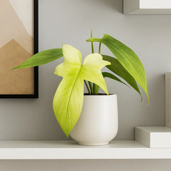 Philodendron Florida Ghost House Plant