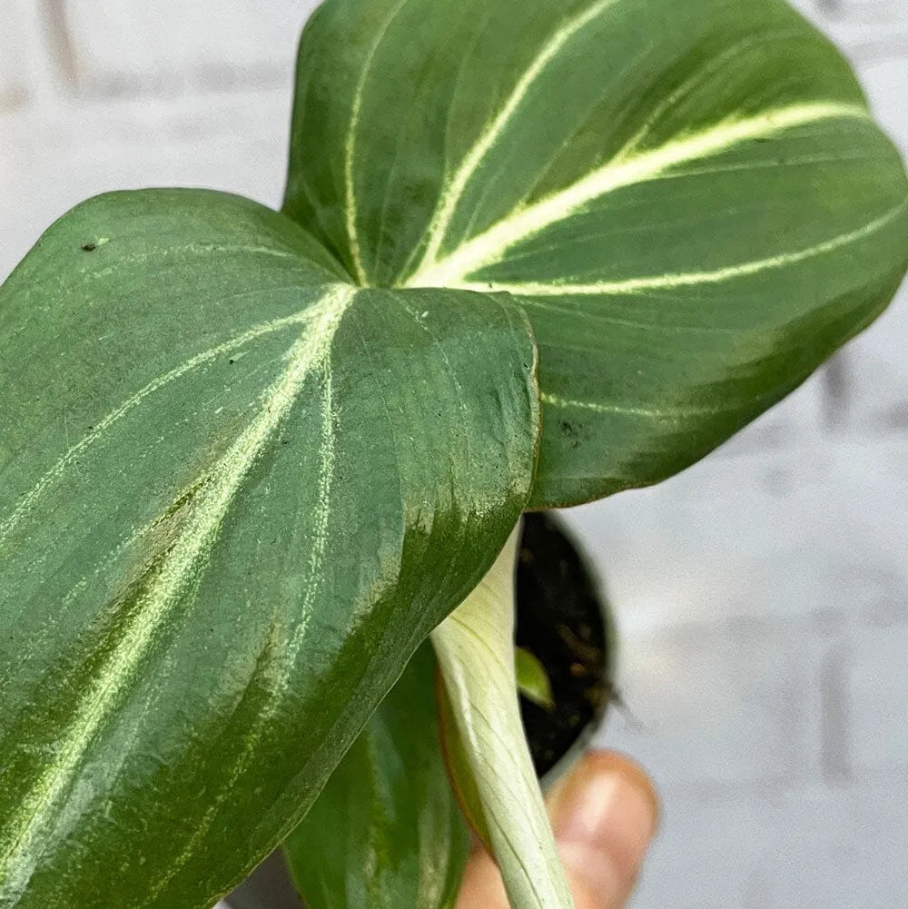 Philodendron Gloriosum House Plant 6cm Pot