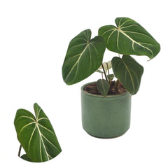 25 - 40cm Philodendron Gloriosum House Plant 12cm Pot