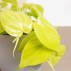 Philodendron Lemon Micans Pothos House Plant